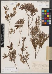 Salix aurita L. x Salix repens L.